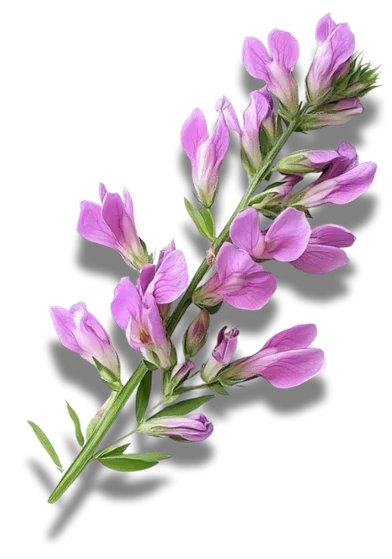 Astragalus membranaceus &ndash; sastojak Purasomes XCELL